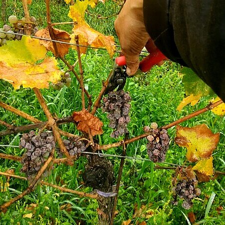 Beerenauslese-Trauben